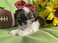 Elizabeth, a female Shih Tzu for sale in Queens, NY – 1 of 1