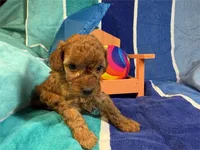 Ken, a female Poodle - Toy  for sale in Queens, NY – 2 of 3