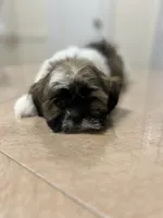 Layla, a female Shih Tzu for sale in Queens, NY – 6 of 8