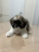 Layla, a female Shih Tzu for sale in Queens, NY – 1 of 8