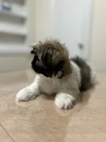 Layla, a female Shih Tzu for sale in Queens, NY – 2 of 8