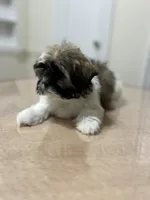 Layla, a female Shih Tzu for sale in Queens, NY – 5 of 8