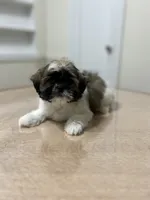 Layla, a female Shih Tzu for sale in Queens, NY – 8 of 8
