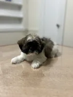 Layla, a female Shih Tzu for sale in Queens, NY – 7 of 8