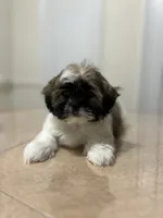 Layla, a female Shih Tzu for sale in Queens, NY – 4 of 8