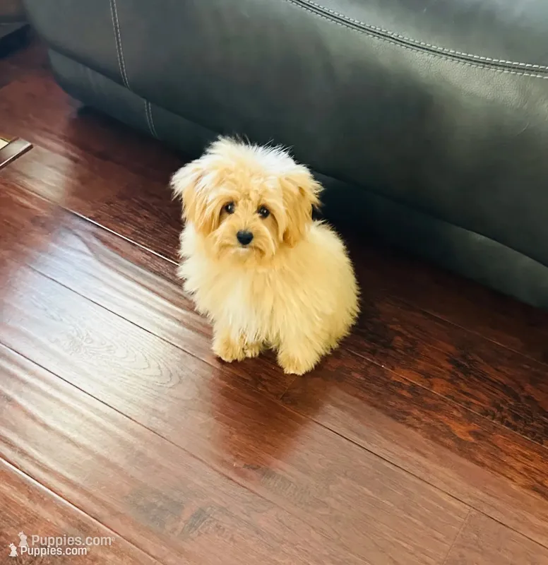 Jora – Pomapoo puppy for sale in Sacramento, CA