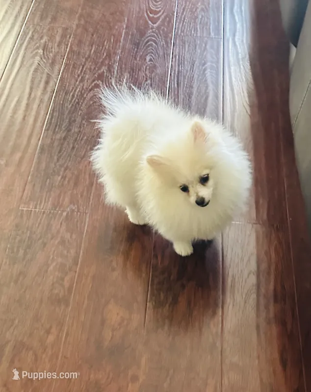 Girl Snow  – Pomeranian puppy for sale in Sacramento, CA