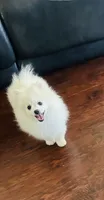 Girl lila, a female Pomeranian for sale in Sacramento, CA – 2 of 3