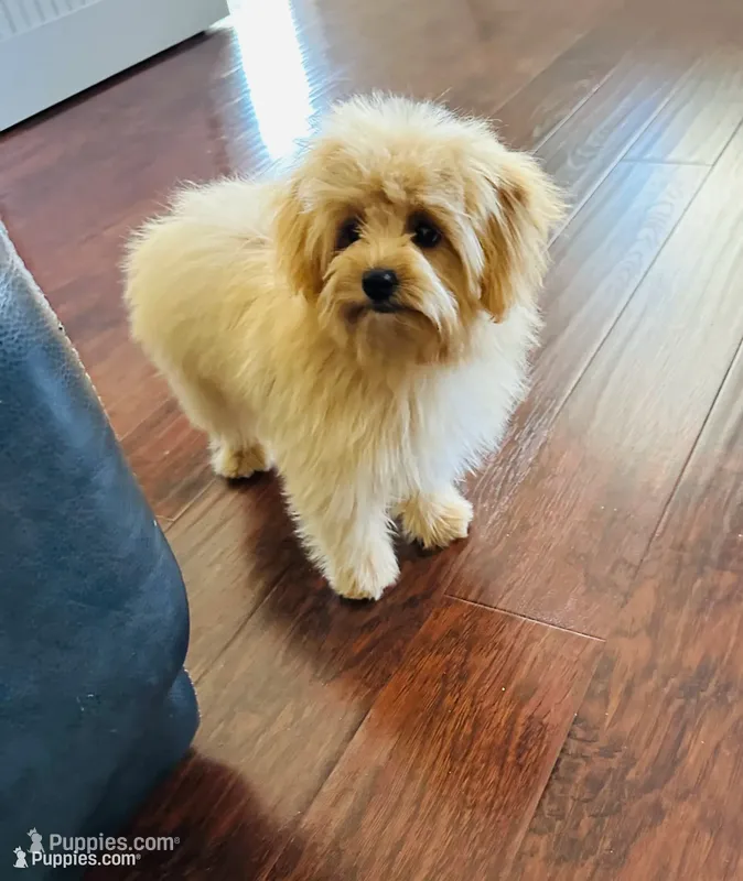 Jora – Pomapoo puppy for sale in Sacramento, CA