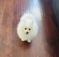 Girl lila, a female Pomeranian for sale in Sacramento, CA – 3 of 3