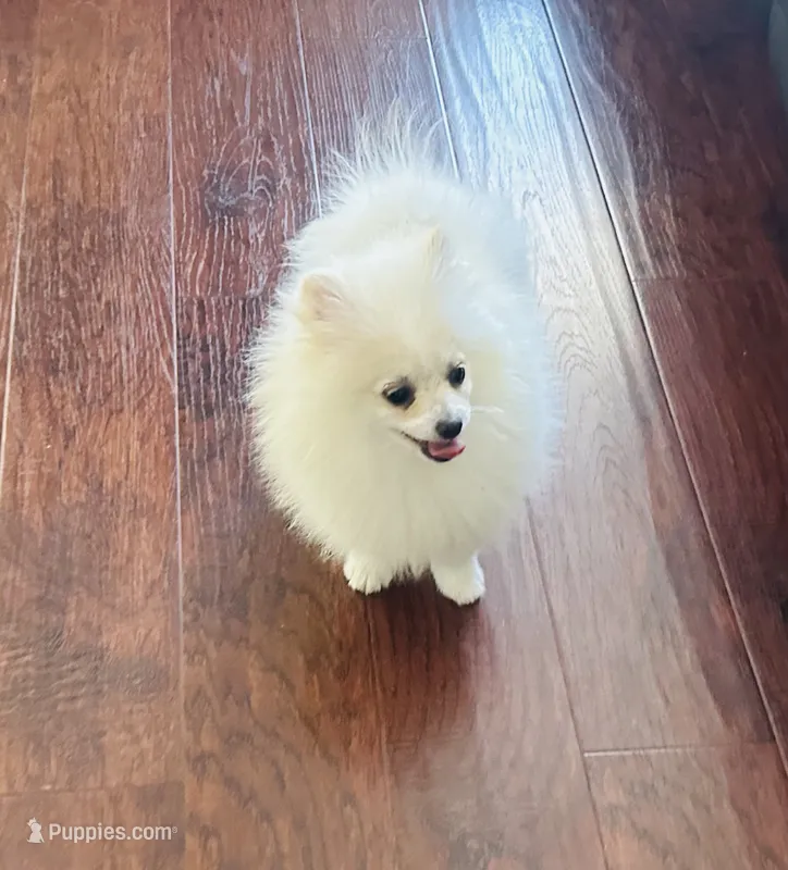 Girl lila – Pomeranian puppy for sale in Sacramento, CA
