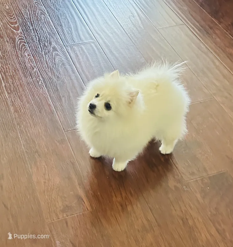 Girl White – Pomeranian puppy for sale in Sacramento, CA