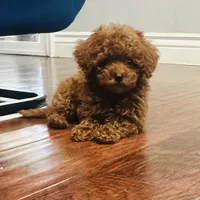 Cute Boy, a male Poodle - Toy  for sale in Sacramento, CA – Photo 2 of 5