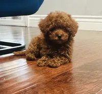 Cute Boy, a male Poodle - Toy  for sale in Sacramento, CA – Photo 2 of 5