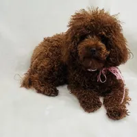 Cute Boy, a male Poodle - Toy  for sale in Sacramento, CA – Photo 4 of 5