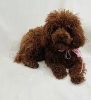 Cute Boy, a male Poodle - Toy  for sale in Sacramento, CA – Photo 4 of 5