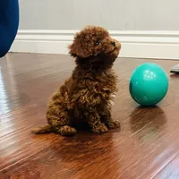 Cute Boy, a male Poodle - Toy  for sale in Sacramento, CA – Photo 1 of 5