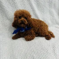 Cute Boy, a male Poodle - Toy  for sale in Sacramento, CA – Photo 5 of 5