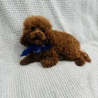 Cute Boy, a male Poodle - Toy  for sale in Sacramento, CA – Photo 5 of 5