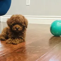 Cute Boy, a male Poodle - Toy  for sale in Sacramento, CA – Photo 3 of 5