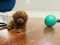 Cute Boy, a male Poodle - Toy  for sale in Sacramento, CA – Photo 3 of 5