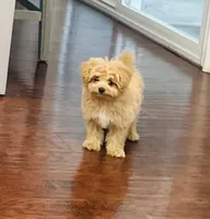 Jora, a male Pomapoo for sale in Sacramento, CA – 2 of 3