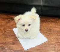 Boy, a male Pomchi for sale in Sacramento, CA – Photo 2 of 3