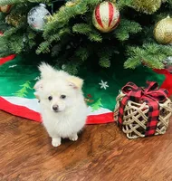 Boy, a male Pomchi for sale in Sacramento, CA – Photo 1 of 3