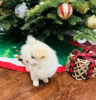 Boy, a male Pomchi for sale in Sacramento, CA – Photo 3 of 3