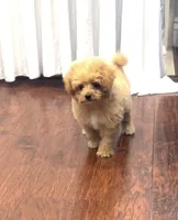 Jora, a male Pomapoo for sale in Sacramento, CA – 2 of 3
