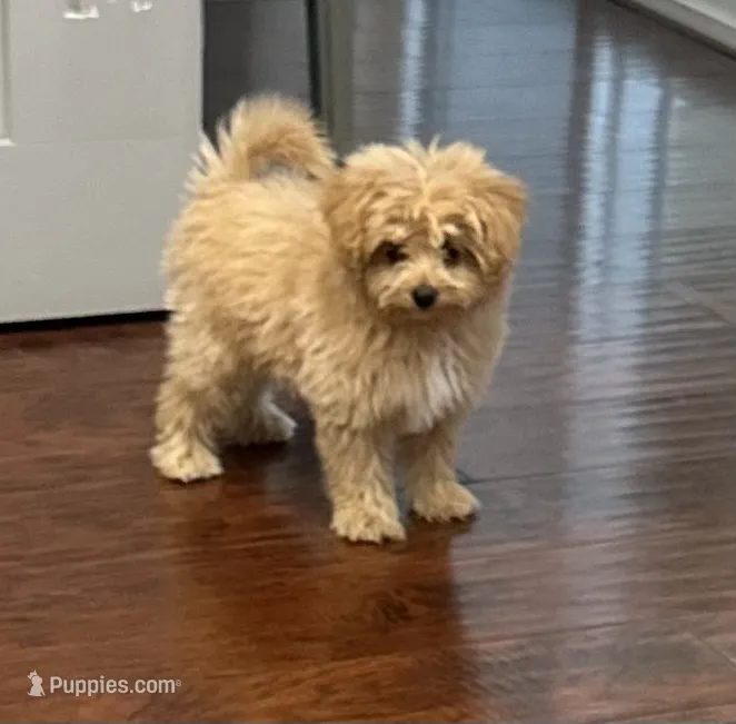 Jora – Pomapoo puppy for sale in Sacramento, CA