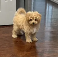 Jora, a male Pomapoo for sale in Sacramento, CA – 1 of 3