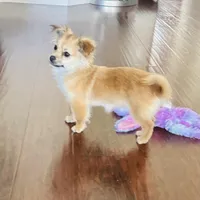 Brown, a female Chihuahua for sale in Sacramento, CA – Photo 3 of 6