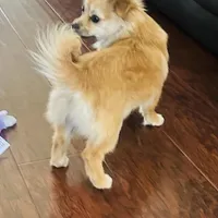 Brown, a female Chihuahua for sale in Sacramento, CA – Photo 6 of 6