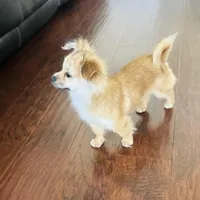 Brown, a female Chihuahua for sale in Sacramento, CA – Photo 1 of 6