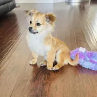 Brown, a female Chihuahua for sale in Sacramento, CA – Photo 5 of 6