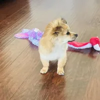 Brown, a female Chihuahua for sale in Sacramento, CA – Photo 4 of 6