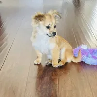 Brown, a female Chihuahua for sale in Sacramento, CA – Photo 2 of 6