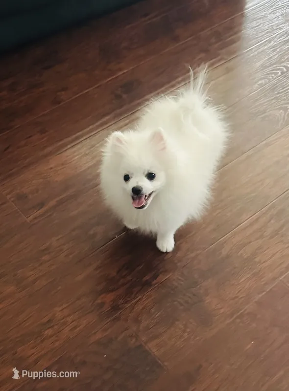 Girl Snow  – Pomeranian puppy for sale in Sacramento, CA