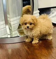 Lila, a female Pomapoo for sale in Sacramento, CA – 2 of 4