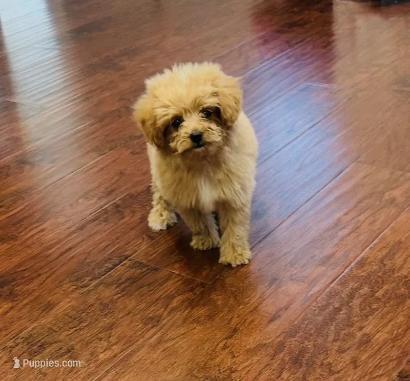 Jora – Pomapoo puppy for sale in Sacramento, CA