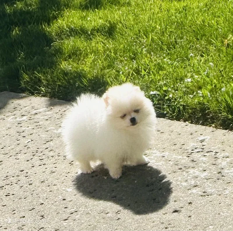 Girl Snow  – Pomeranian puppy for sale in Sacramento, CA