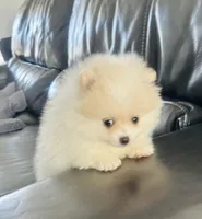 Girl Snow , a female Pomeranian for sale in Sacramento, CA – Photo 4 of 6