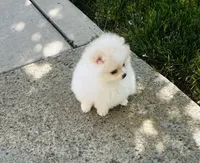 Girl Snow , a female Pomeranian for sale in Sacramento, CA – Photo 3 of 6