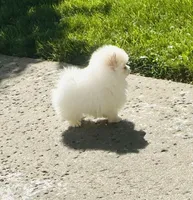 Girl Snow , a female Pomeranian for sale in Sacramento, CA – Photo 2 of 6