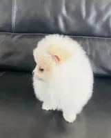 Girl Snow , a female Pomeranian for sale in Sacramento, CA – Photo 5 of 6