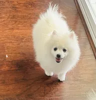 Girl White, a female Pomeranian for sale in Sacramento, CA – 3 of 5
