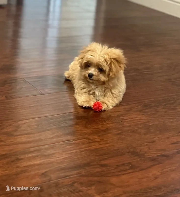 Lila – Pomapoo puppy for sale in Sacramento, CA
