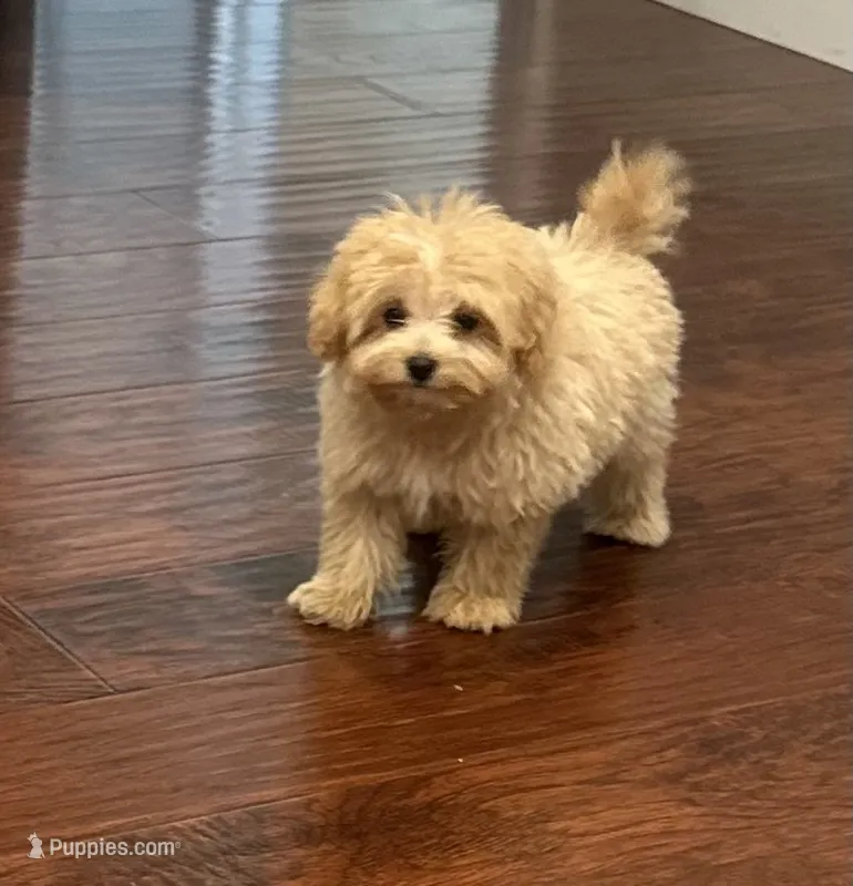 Jerry – Pomapoo puppy for sale in Sacramento, CA
