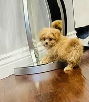 Lila, a female Pomapoo for sale in Sacramento, CA – 3 of 4
